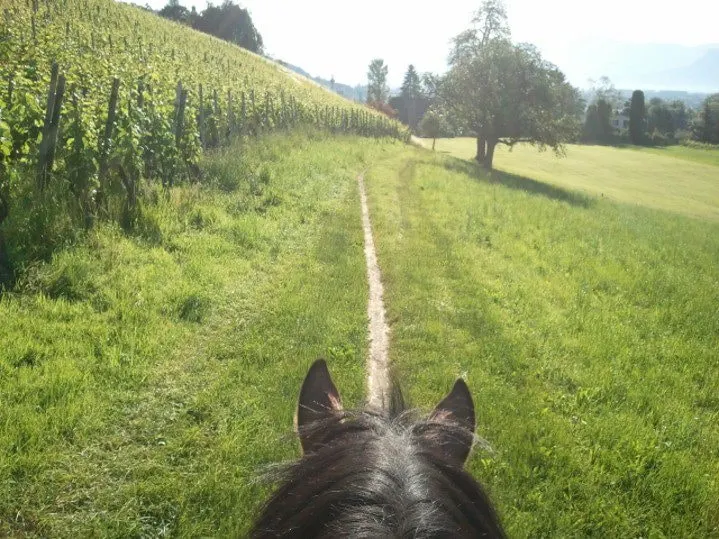 Blick zwischen den Pferdeohren auf einen Feldweg