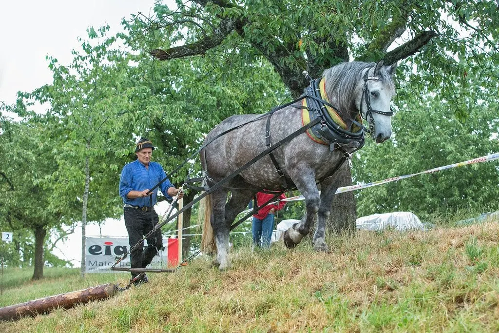 Otto Waibel beim Holzrücken mit einem Kaltblut