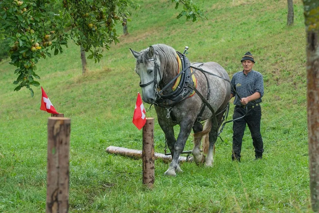 Kaltblut zieht einen Baumstamm über die Wiese
