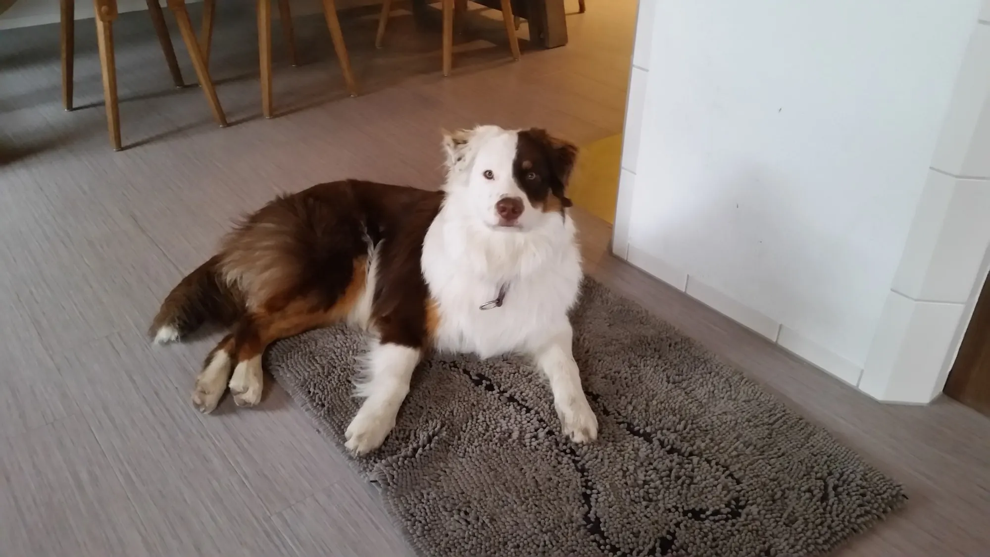 Border Collie liegt auf seiner Decke